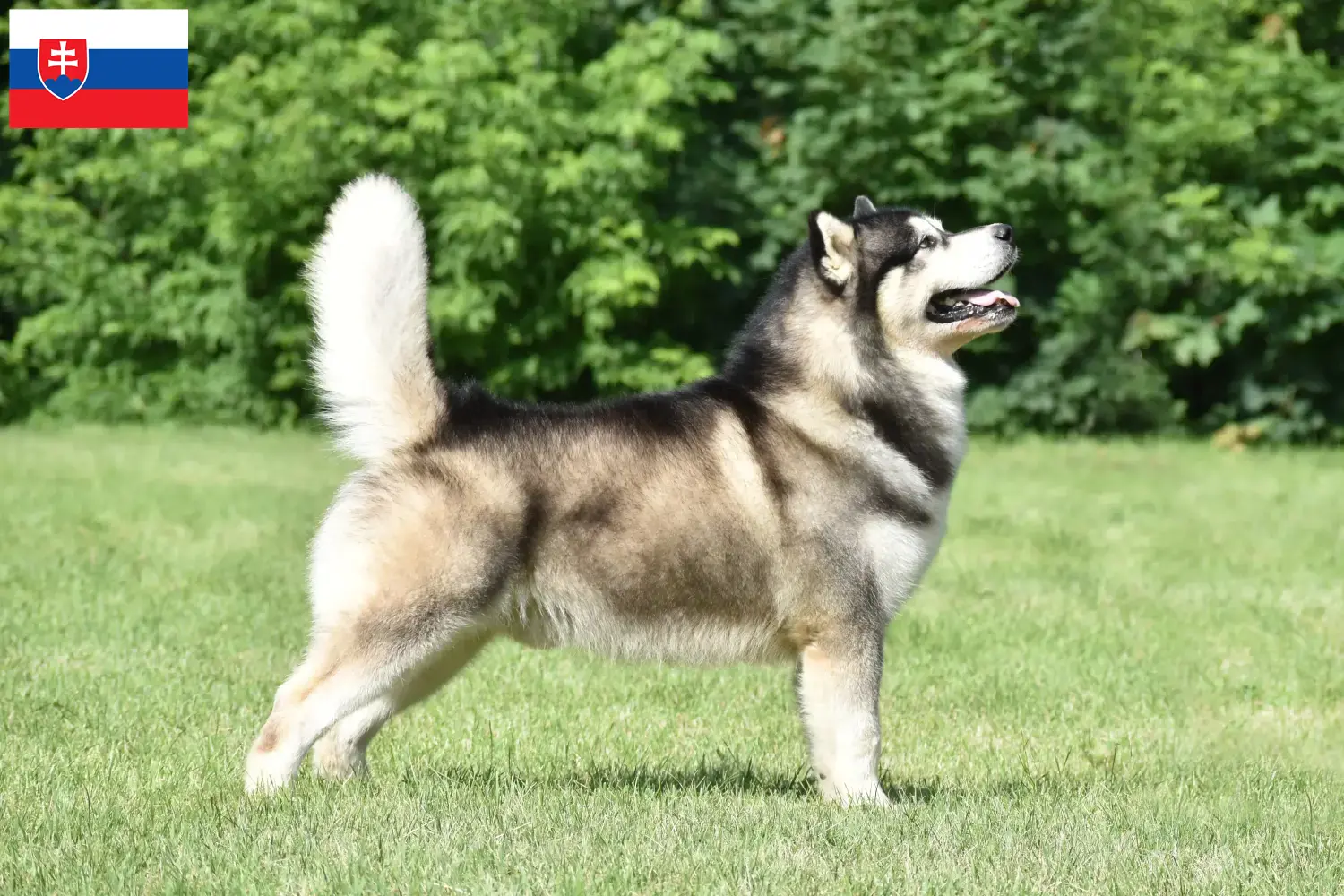 Read more about the article Alaskan Malamute breeders and puppies in Slovakia