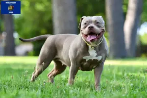 Read more about the article American Bulldog breeders and puppies in Wisconsin