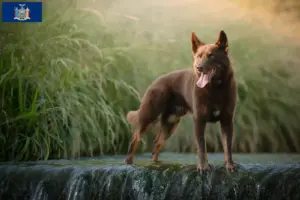 Read more about the article Australian Kelpie breeders and puppies in New York