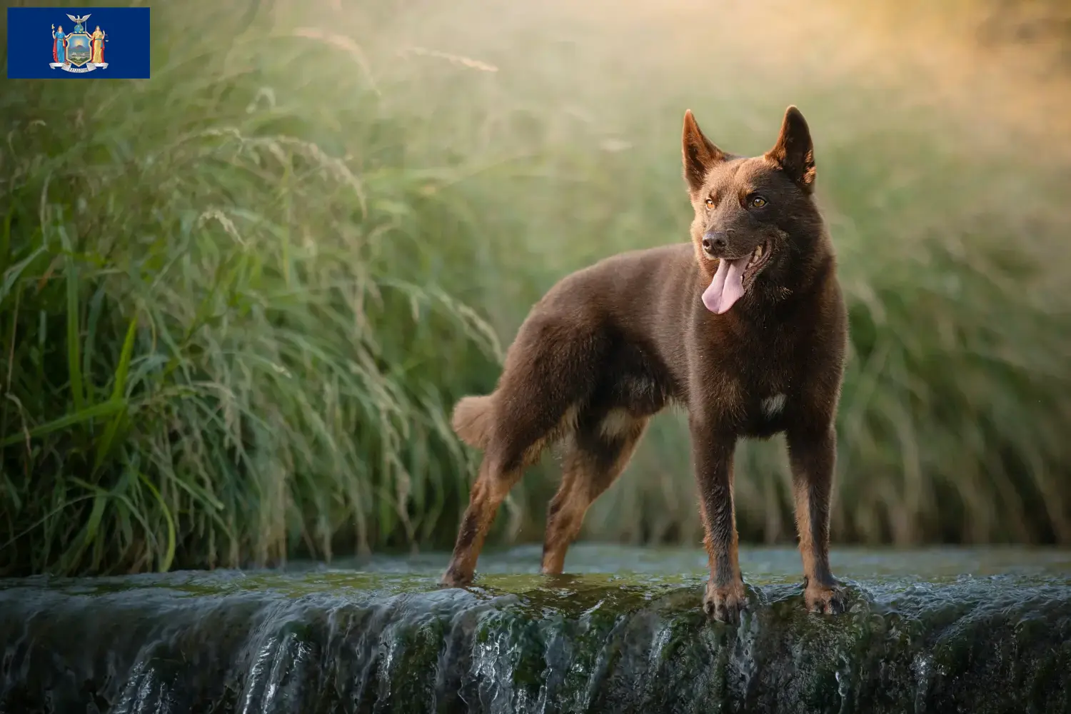 Australian Kelpie puppies and breeders New York Find Australian Kelpies breeders in New York here.