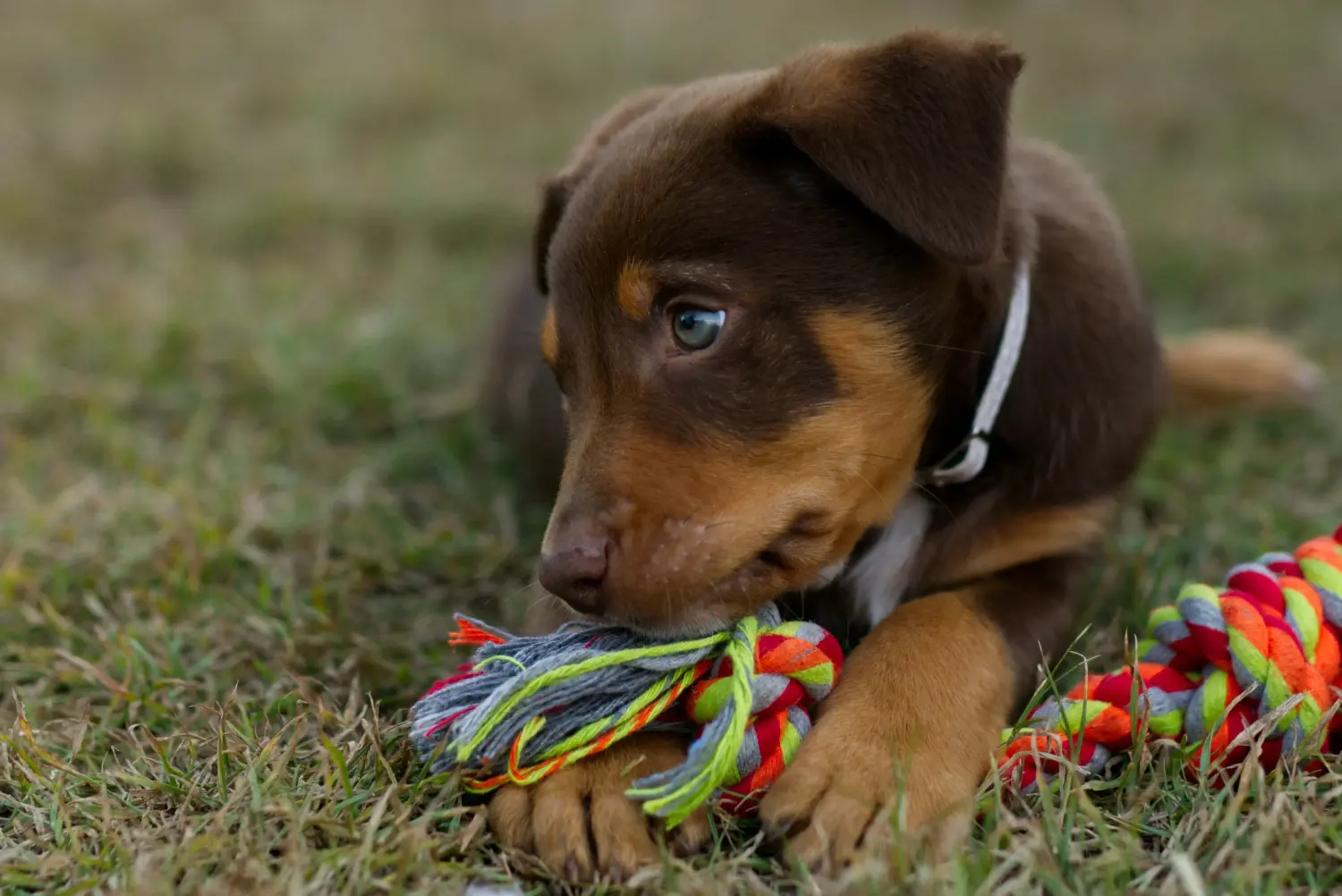 Buying an Australian Kelpie puppy means taking responsibility! Buy Australian Kelpie puppies.