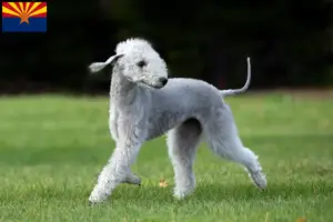 Read more about the article Bedlington Terrier breeders and puppies in Arizona