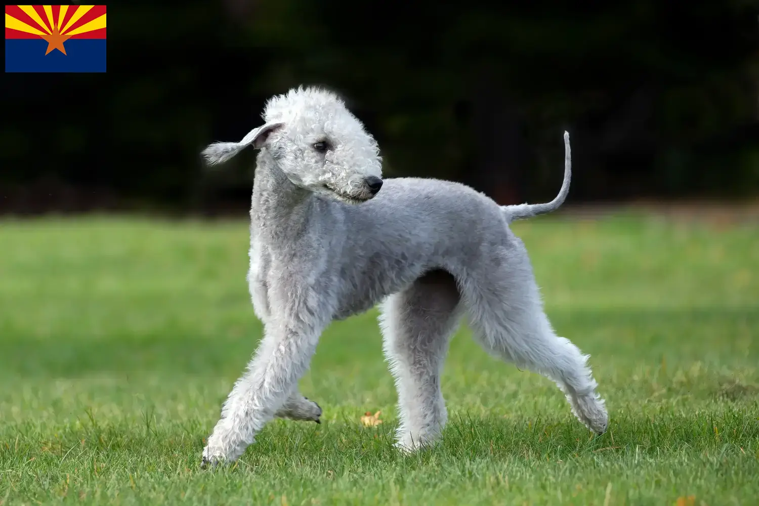 Bedlington Terrier puppies and breeders Arizona Find Bedlington Terrier breeders in Arizona.