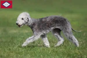 Read more about the article Bedlington Terrier breeders and puppies in Arkansas