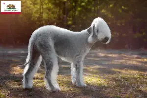 Read more about the article Bedlington Terrier breeders and puppies in California
