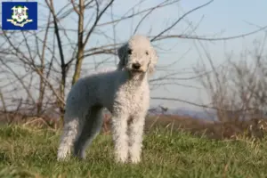 Read more about the article Bedlington Terrier breeders and puppies in Connecticut