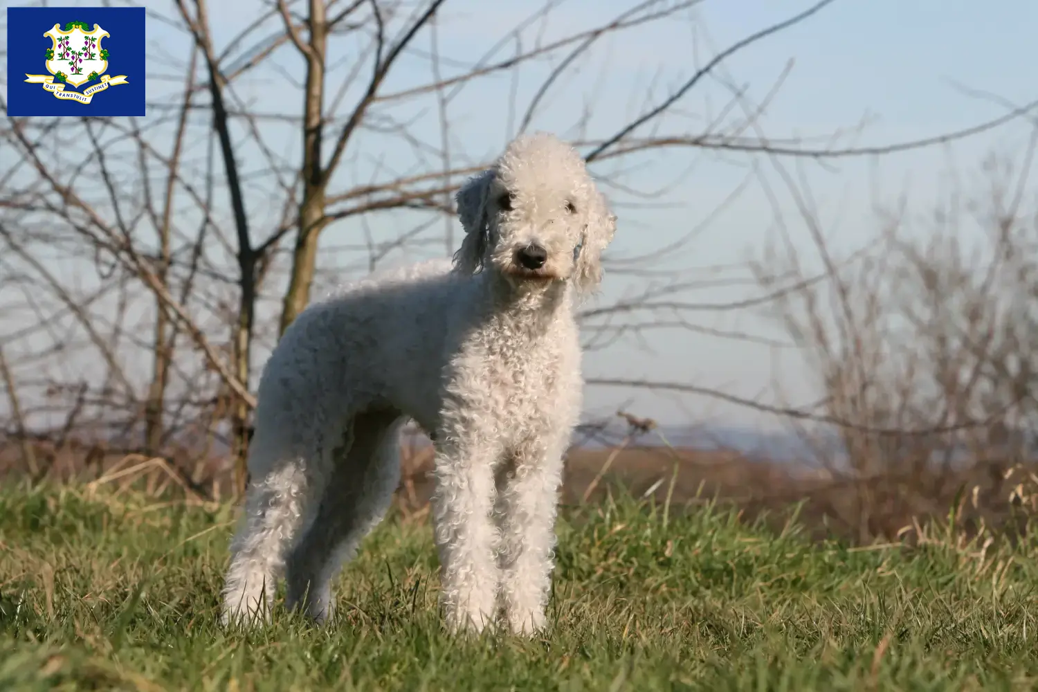 Bedlington Terrier puppies and breeders Connecticut Find Bedlington Terrier breeders in Connecticut.