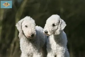 Read more about the article Bedlington Terrier breeders and puppies in Delaware