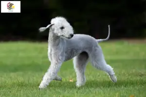 Read more about the article Bedlington Terrier breeders and puppies in Illinois