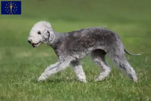 Read more about the article Bedlington Terrier breeders and puppies in Indiana