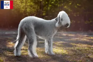 Read more about the article Bedlington Terrier Breeders and Puppies in Iowa