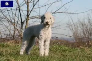 Read more about the article Bedlington Terrier breeders and puppies in Kentucky