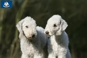 Read more about the article Bedlington Terrier breeders and puppies in Louisiana