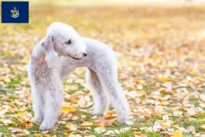 Read more about the article Bedlington Terrier breeders and puppies in Maine