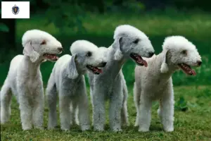 Read more about the article Bedlington Terrier Breeders and Puppies in Massachusetts