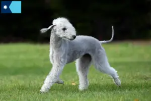 Read more about the article Bedlington Terrier breeders and puppies in Minnesota