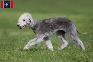 Read more about the article Bedlington Terrier Breeders and Puppies in Mississippi