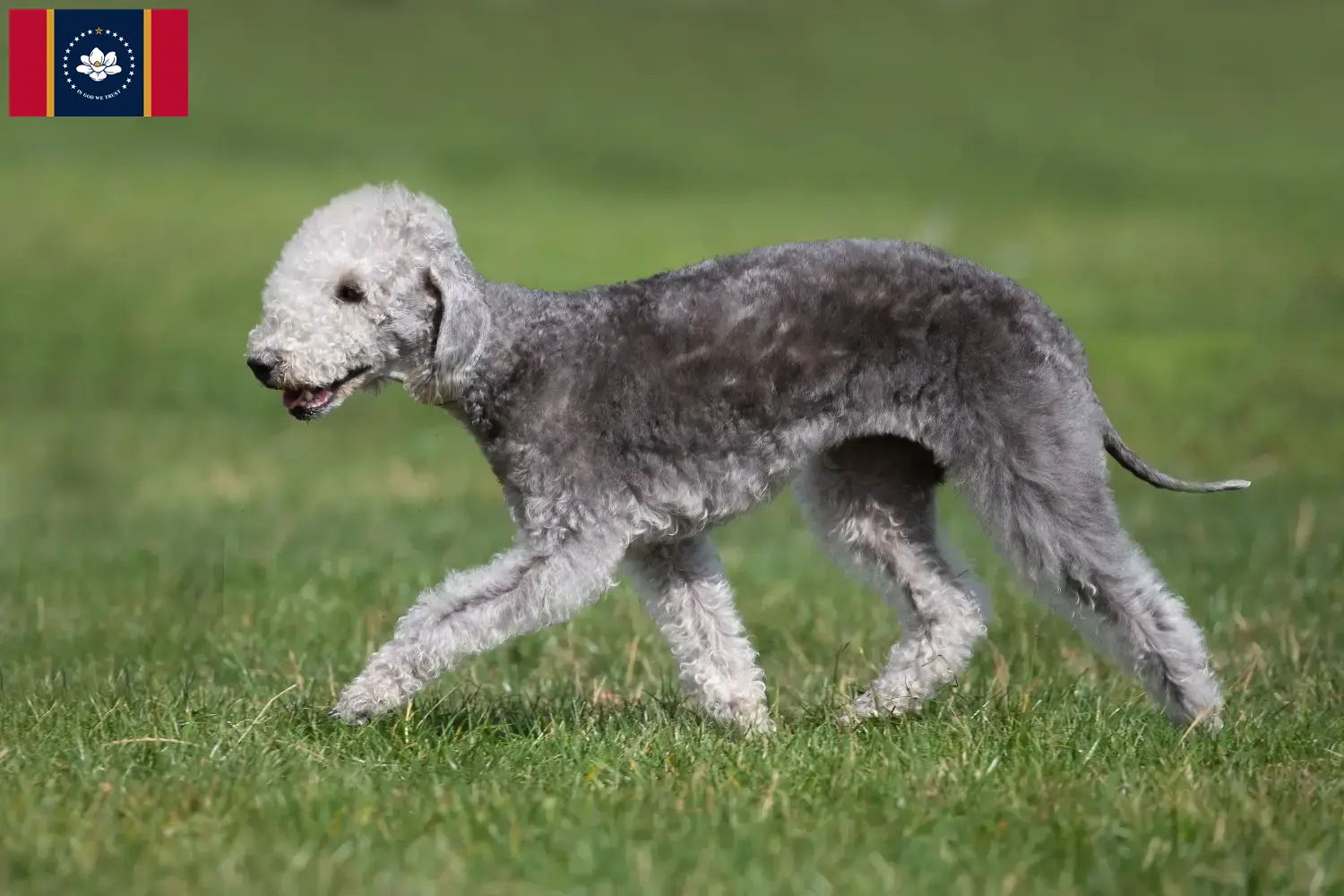 Bedlington Terrier puppies and breeders Mississippi Find Bedlington Terrier breeders in Mississippi.