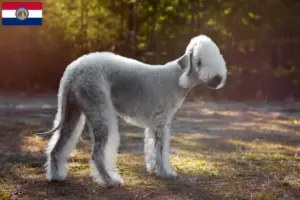 Read more about the article Bedlington Terrier breeders and puppies in Missouri