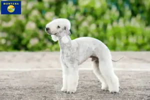 Read more about the article Bedlington Terrier breeders and puppies in Montana