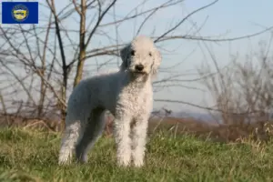 Read more about the article Bedlington Terrier Breeders and Puppies in Nebraska
