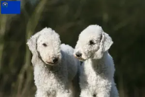 Read more about the article Bedlington Terrier breeders and puppies in Nevada