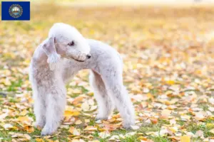 Read more about the article Bedlington Terrier Breeders and Puppies in New Hampshire