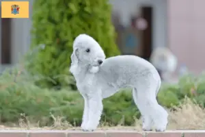 Read more about the article Bedlington Terrier Breeders and Puppies in New Jersey