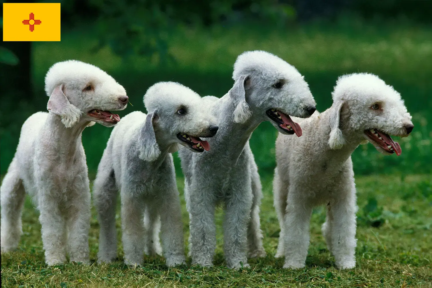 Bedlington Terrier puppies and breeders New Mexico Find Bedlington Terrier breeders in New Mexico.