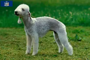 Read more about the article Bedlington Terrier Breeders and Puppies in New York