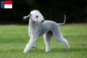 Read more about the article Bedlington Terrier Breeders and Puppies in North Carolina