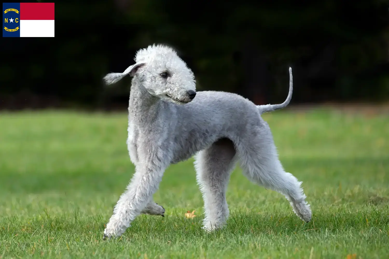 Bedlington Terrier puppies and breeders North Carolina Find Bedlington Terrier breeders in North Carolina.