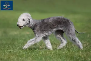 Read more about the article Bedlington Terrier Breeders and Puppies in North Dakota