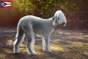 Read more about the article Bedlington Terrier breeders and puppies in Ohio