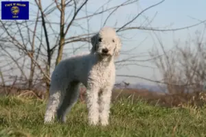 Read more about the article Bedlington Terrier breeders and puppies in Oregon