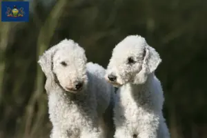 Read more about the article Bedlington Terrier Breeders and Puppies in Pennsylvania