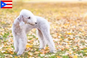 Read more about the article Bedlington Terrier breeders and puppies in Puerto Rico