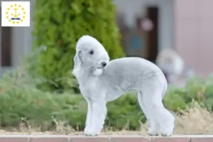 Read more about the article Bedlington Terrier Breeders and Puppies in Rhode Island