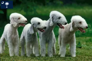 Read more about the article Bedlington Terrier Breeders and Puppies in South Carolina