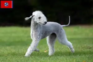 Read more about the article Bedlington Terrier breeders and puppies in Tennessee