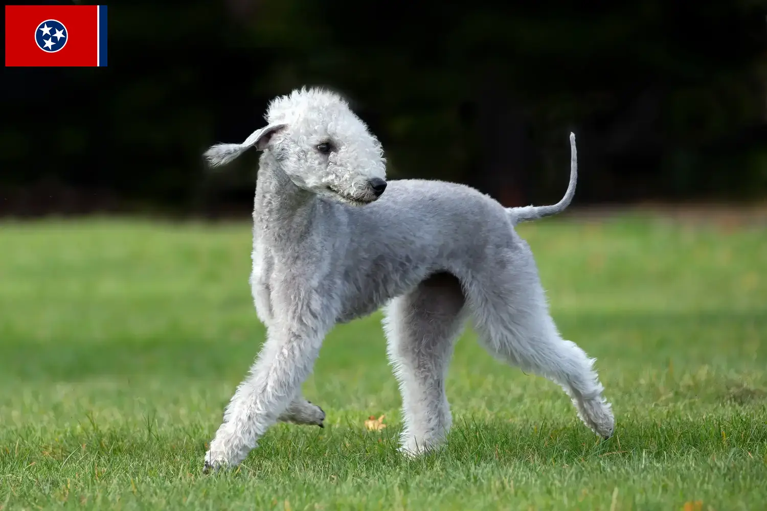 Bedlington Terrier puppies and breeders Tennessee Find Bedlington Terrier breeders in Tennessee.