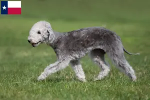 Read more about the article Bedlington Terrier breeders and puppies in Texas