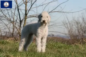Read more about the article Bedlington Terrier breeders and puppies in Virginia