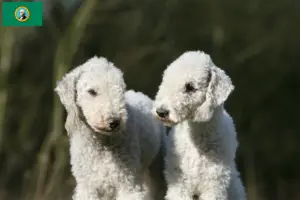 Read more about the article Bedlington Terrier breeders and puppies in Washington