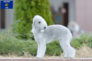 Read more about the article Bedlington Terrier breeders and puppies in Wisconsin