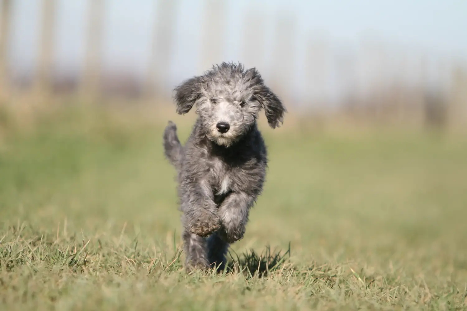 Buying a Bedlington Terrier puppy means taking responsibility! Buy Bedlington Terrier puppies.