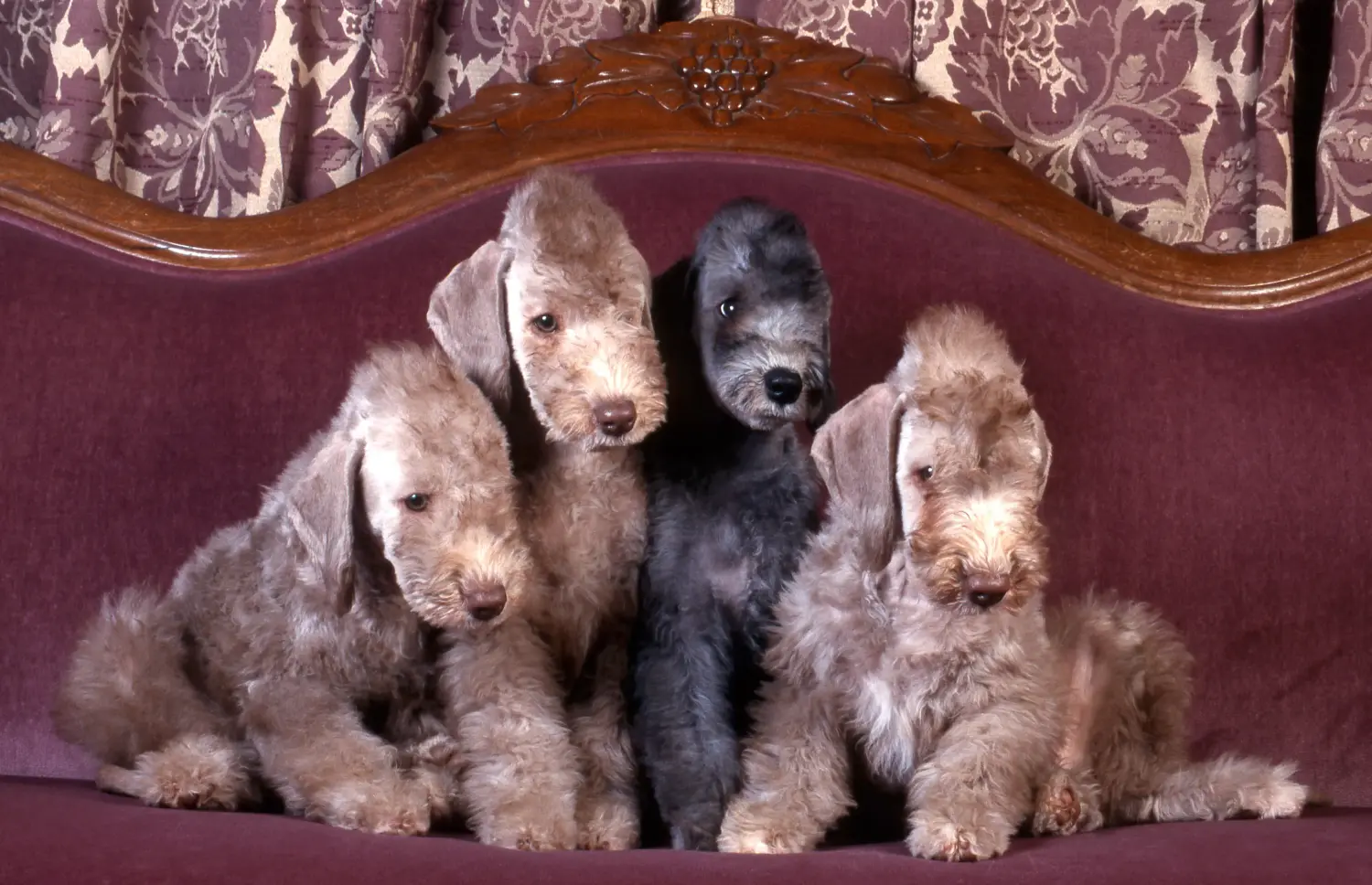 Buying a Bedlington Terrier puppy means taking responsibility! Buy Bedlington Terrier puppies.