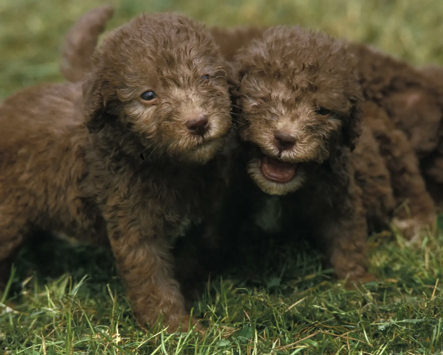 Buying a Bedlington Terrier puppy means taking responsibility! Buy Bedlington Terrier puppies.