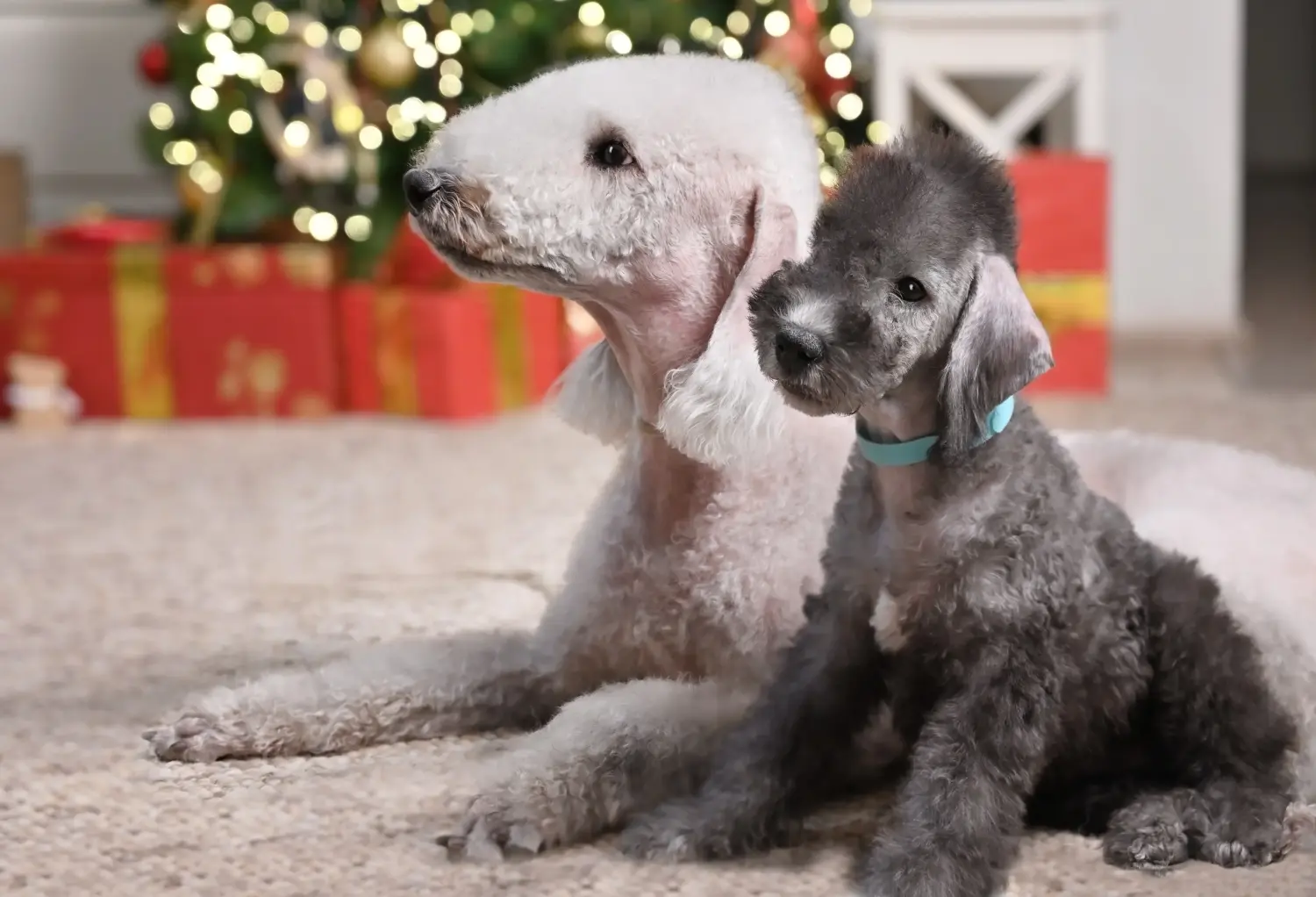 Buying a Bedlington Terrier puppy means taking responsibility! Buy Bedlington Terrier puppies.