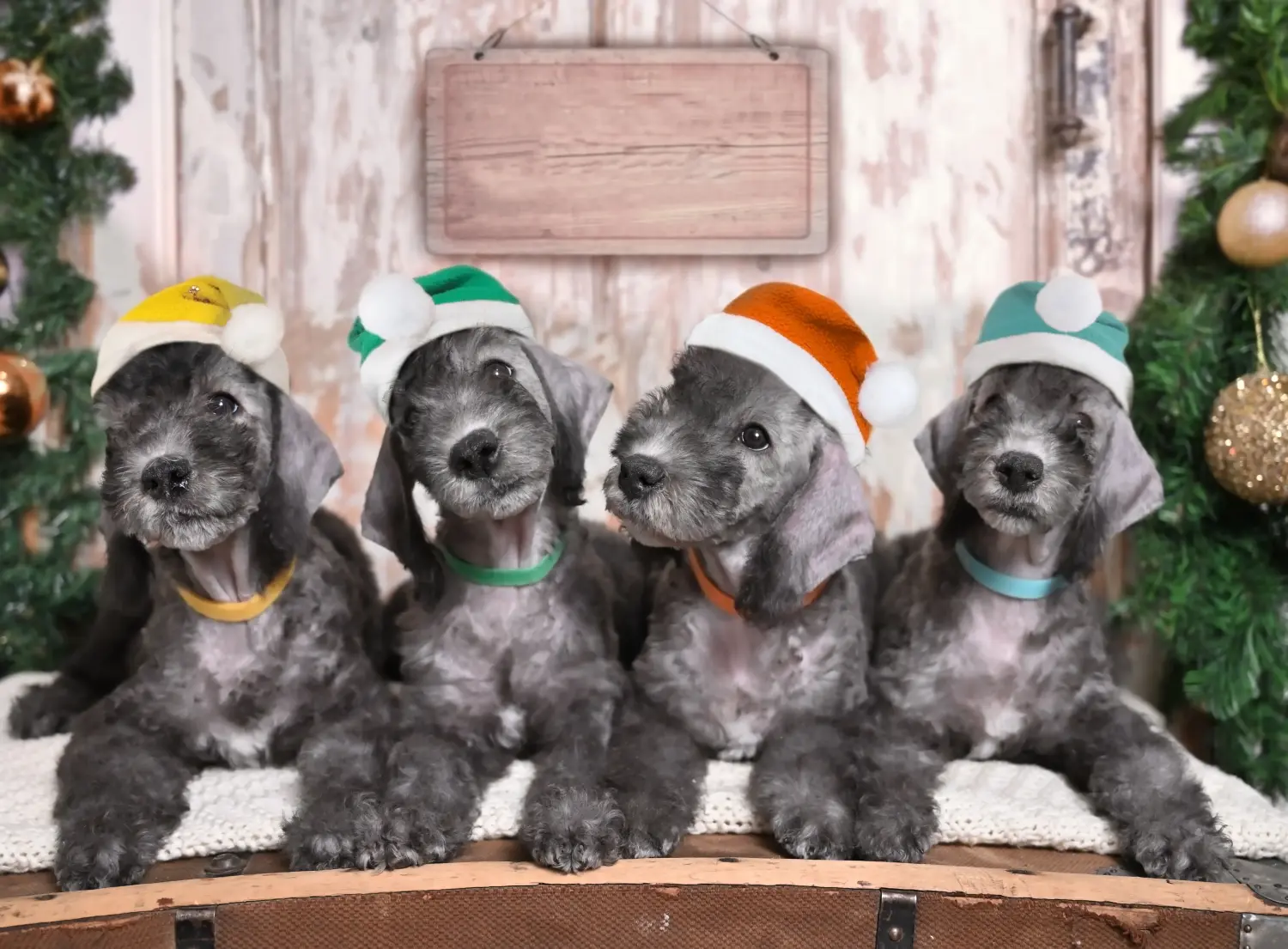 Buying a Bedlington Terrier puppy means taking responsibility! Buy Bedlington Terrier puppies.